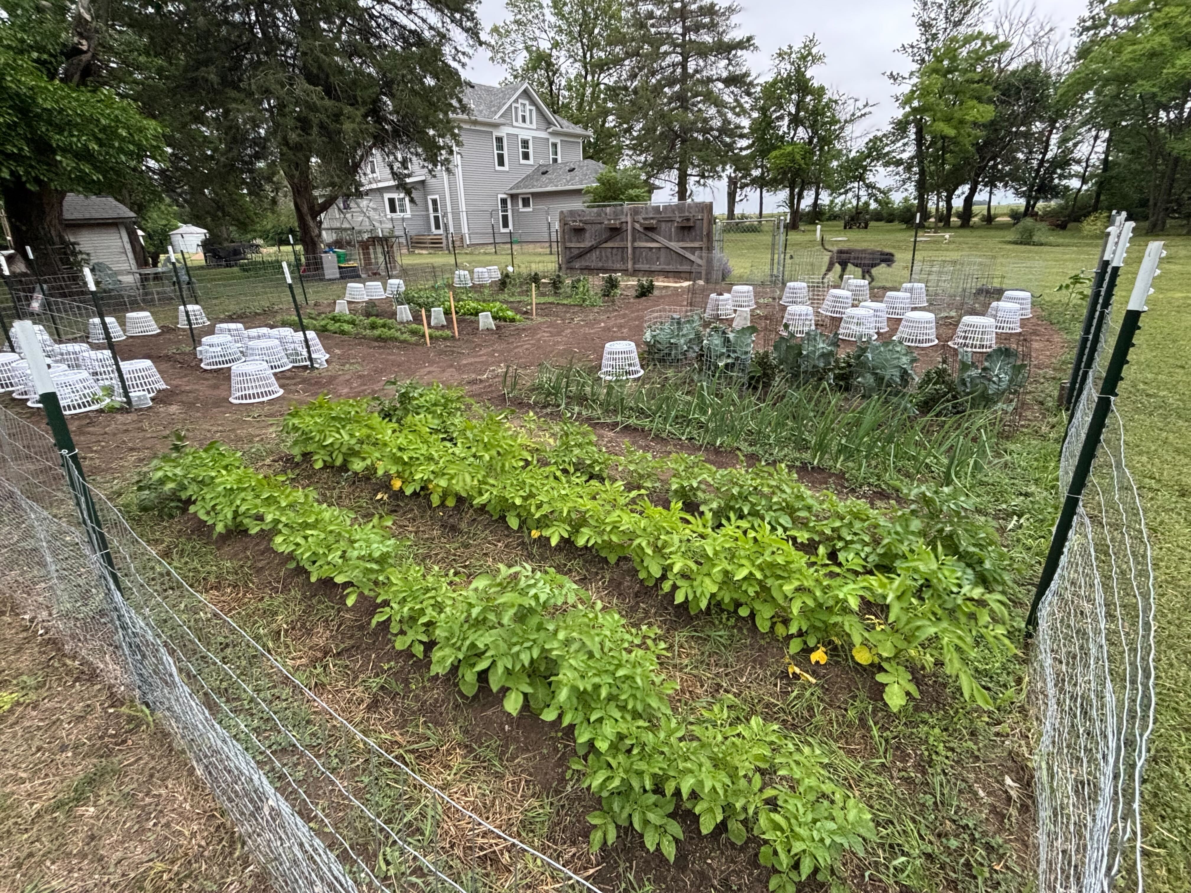Farm scene 8